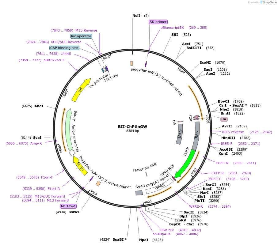 133377-plasmid-map-sequence-id-268573