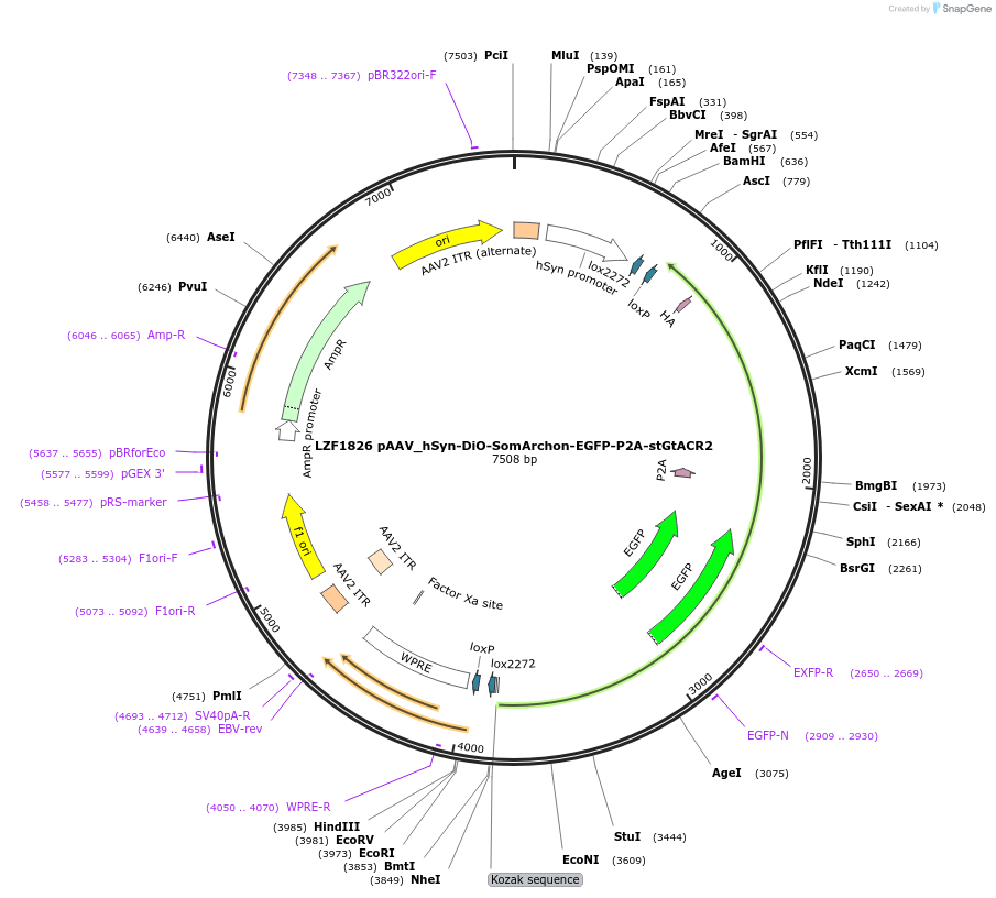 135412-plasmid-map-sequence-id-268574