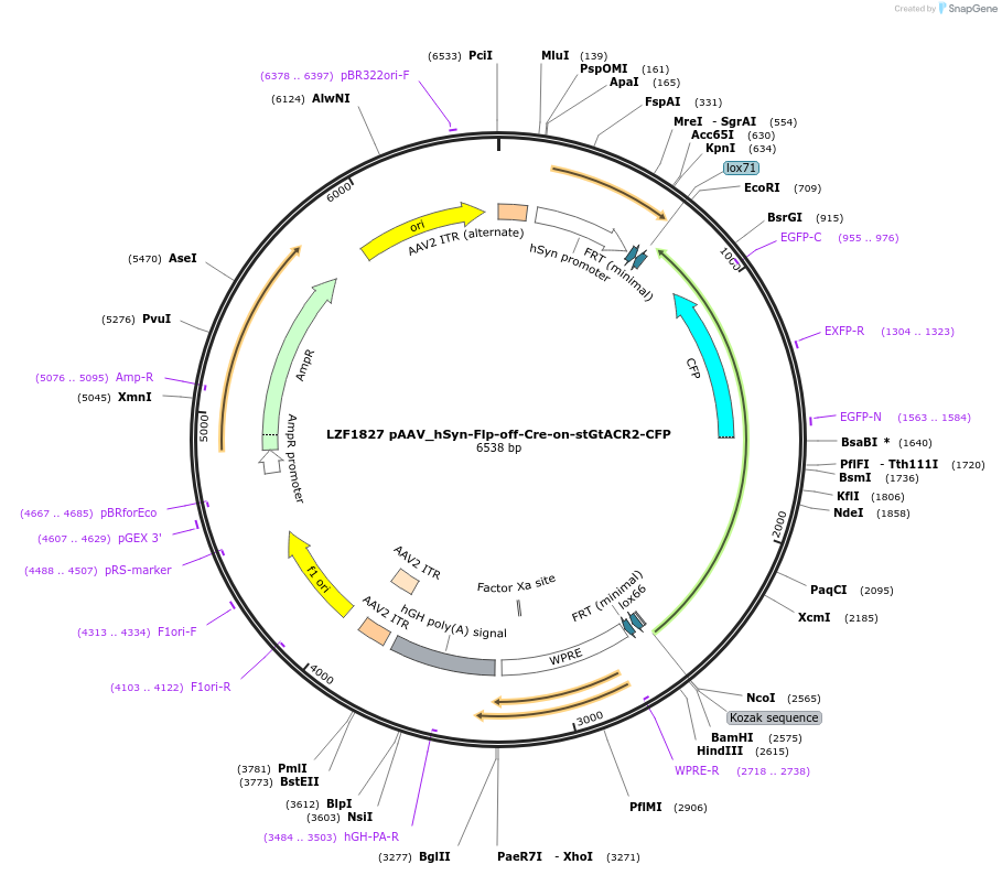 135413-plasmid-map-sequence-id-268577