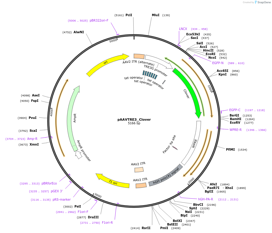 135179-plasmid-map-sequence-id-268579