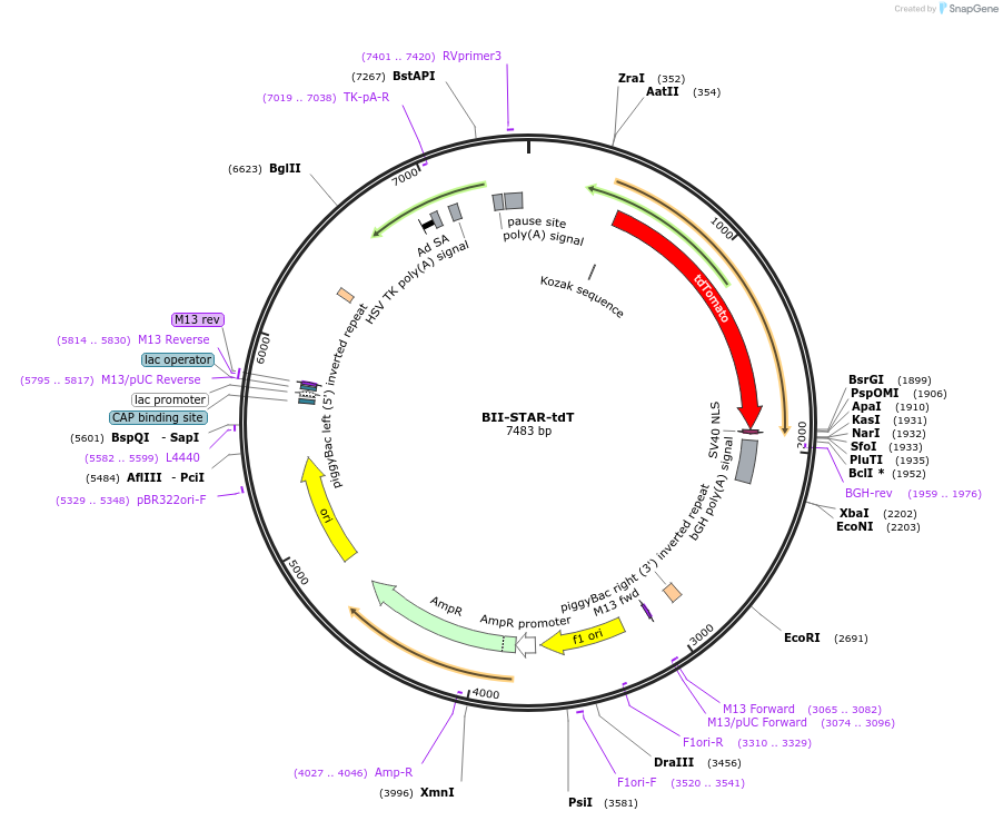 133396-plasmid-map-sequence-id-268580