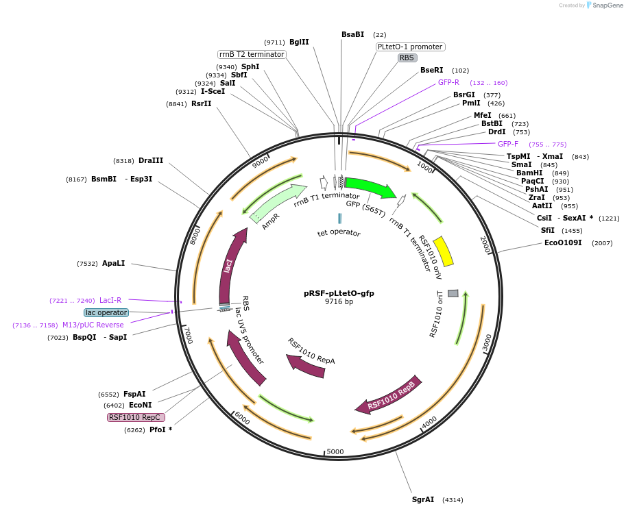 89476-plasmid-map-sequence-id-268583