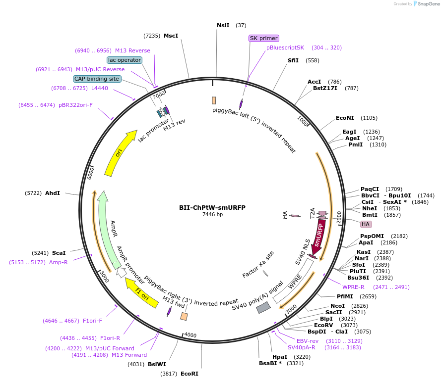 133399-plasmid-map-sequence-id-268584
