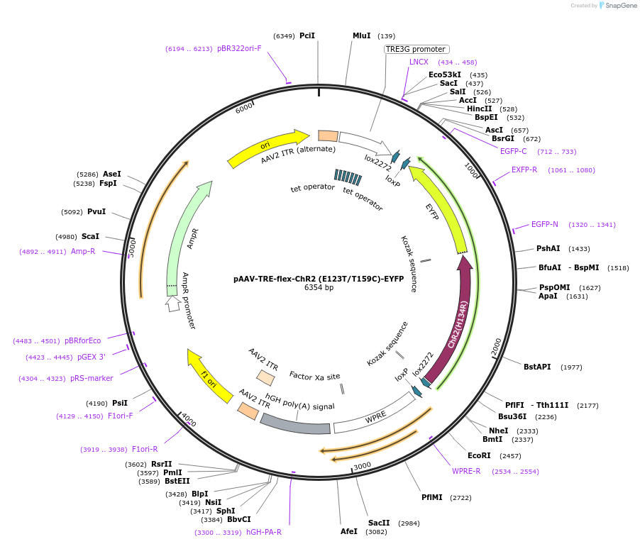 135176-plasmid-map-sequence-id-268585