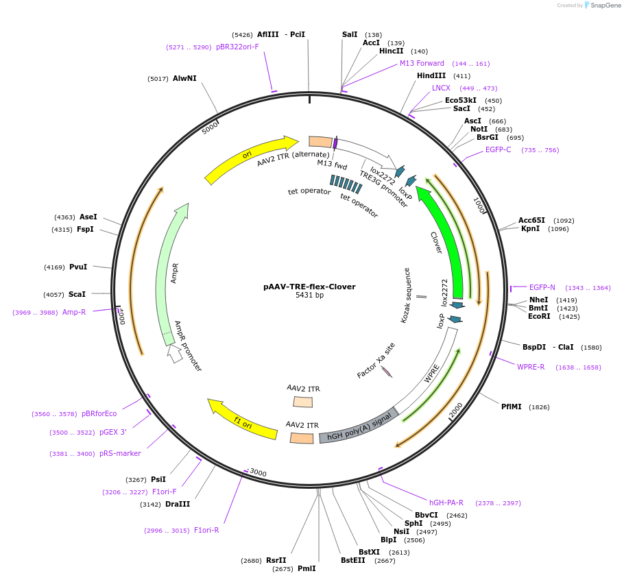 135177-plasmid-map-sequence-id-268586