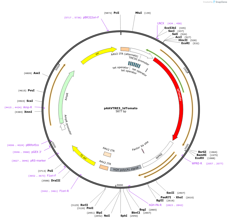 135178-plasmid-map-sequence-id-268587