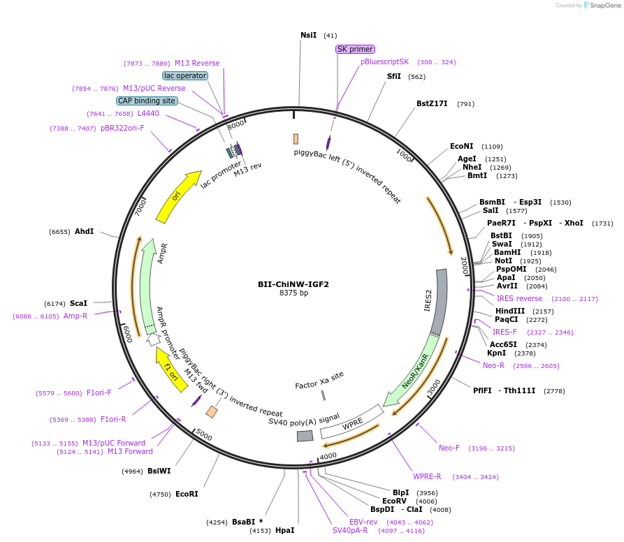 133383-plasmid-map-sequence-id-268590