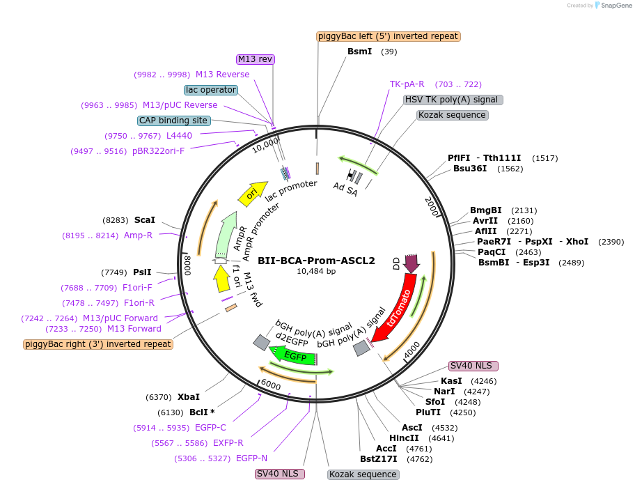 133394-plasmid-map-sequence-id-268593