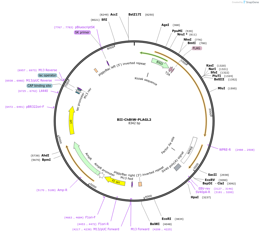 133369-plasmid-map-sequence-id-268594