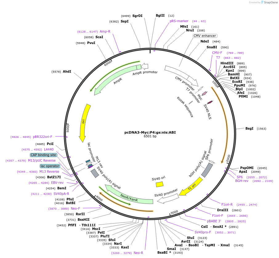 135985-plasmid-map-sequence-id-268595