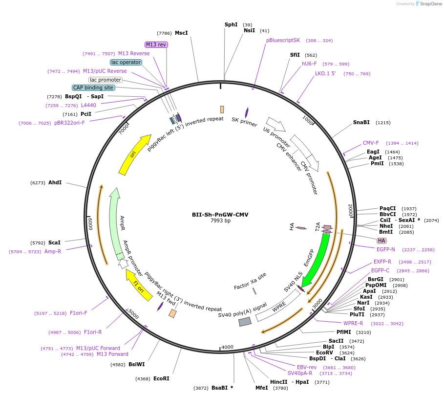 133366-plasmid-map-sequence-id-268600