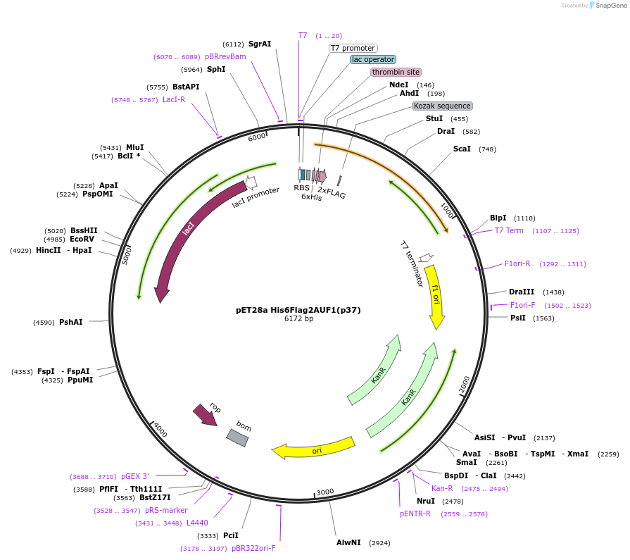 135939-plasmid-map-sequence-id-268601