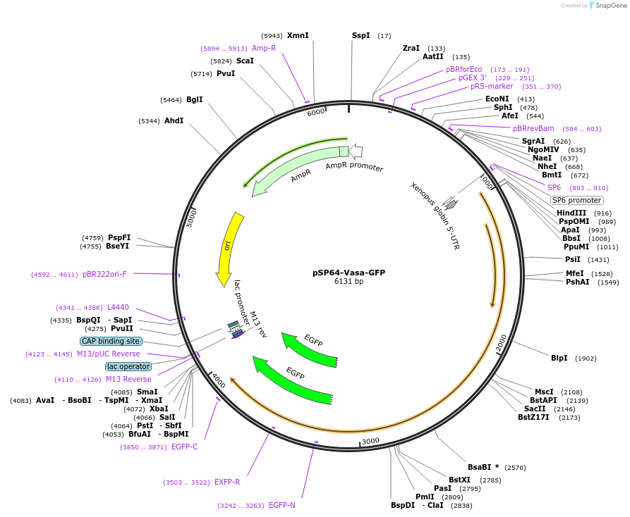 135595-plasmid-map-sequence-id-268609