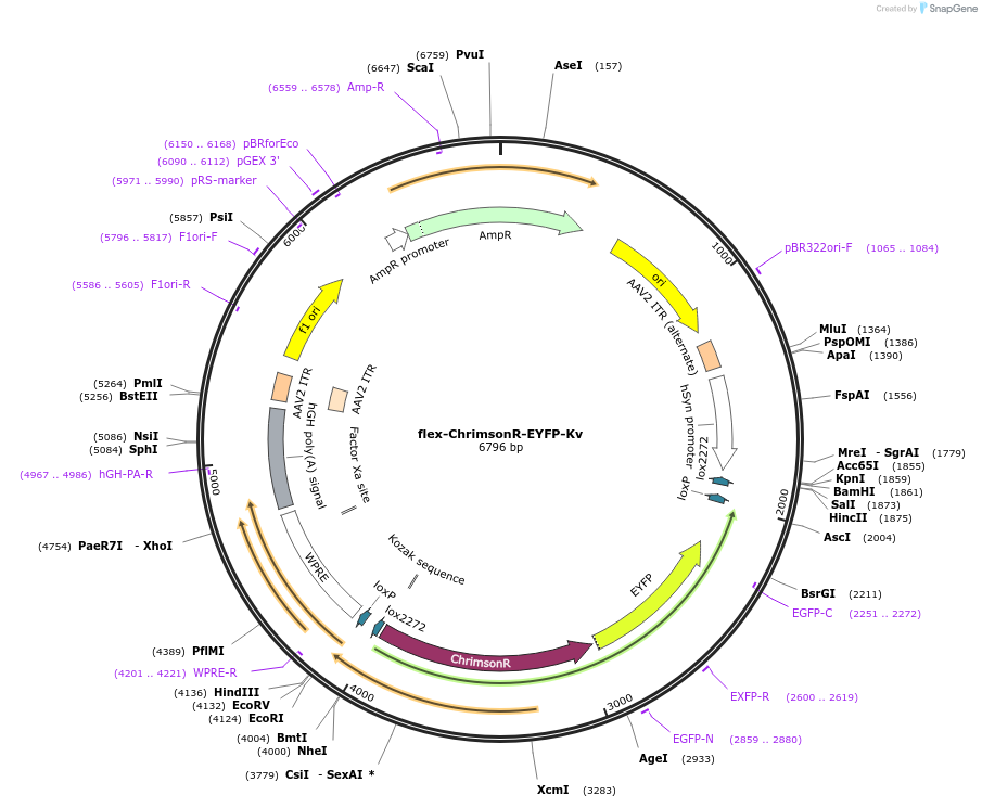 135319-plasmid-map-sequence-id-268612