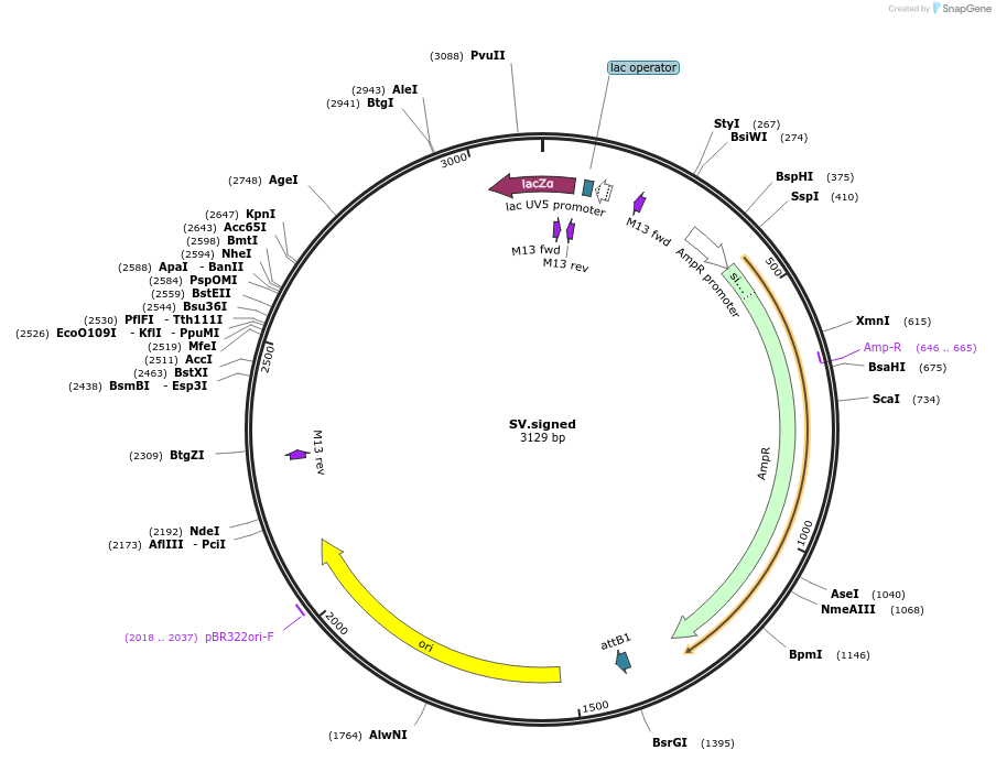 133933-plasmid-map-sequence-id-268619