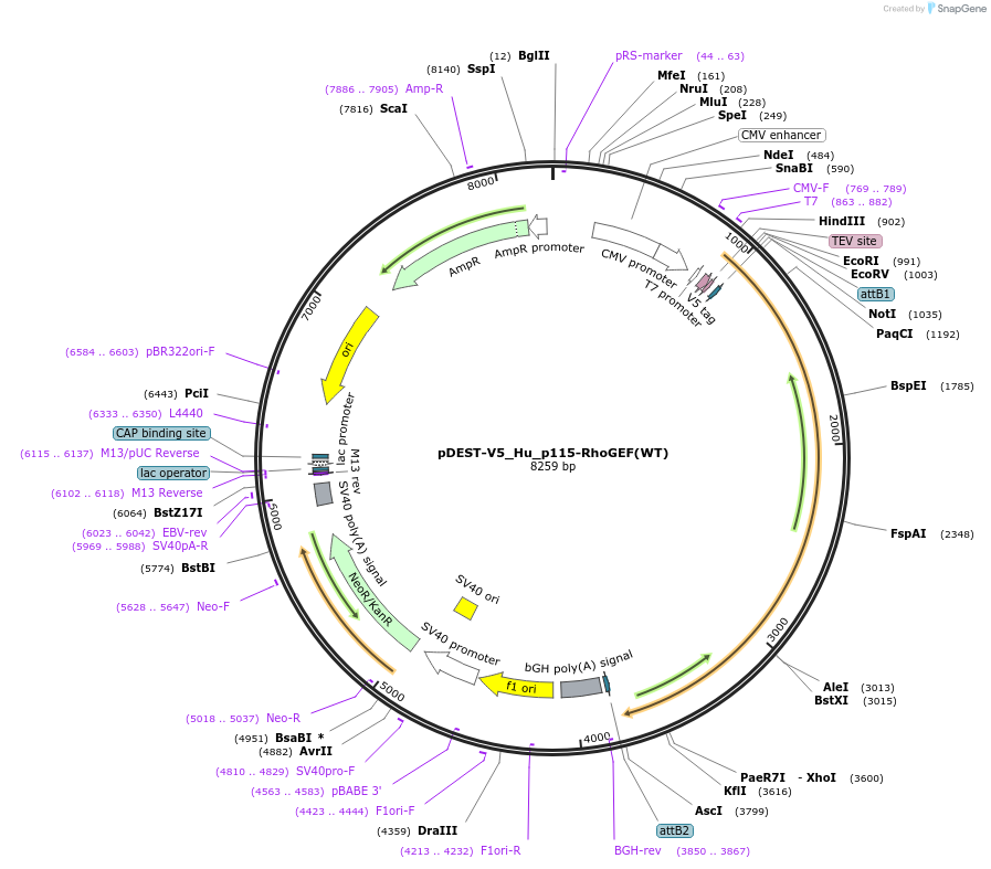136335-plasmid-map-sequence-id-268625
