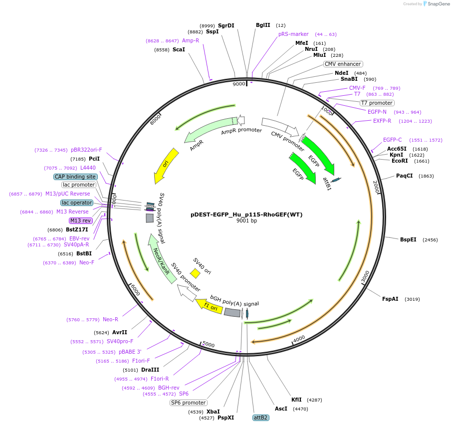 136337-plasmid-map-sequence-id-268626