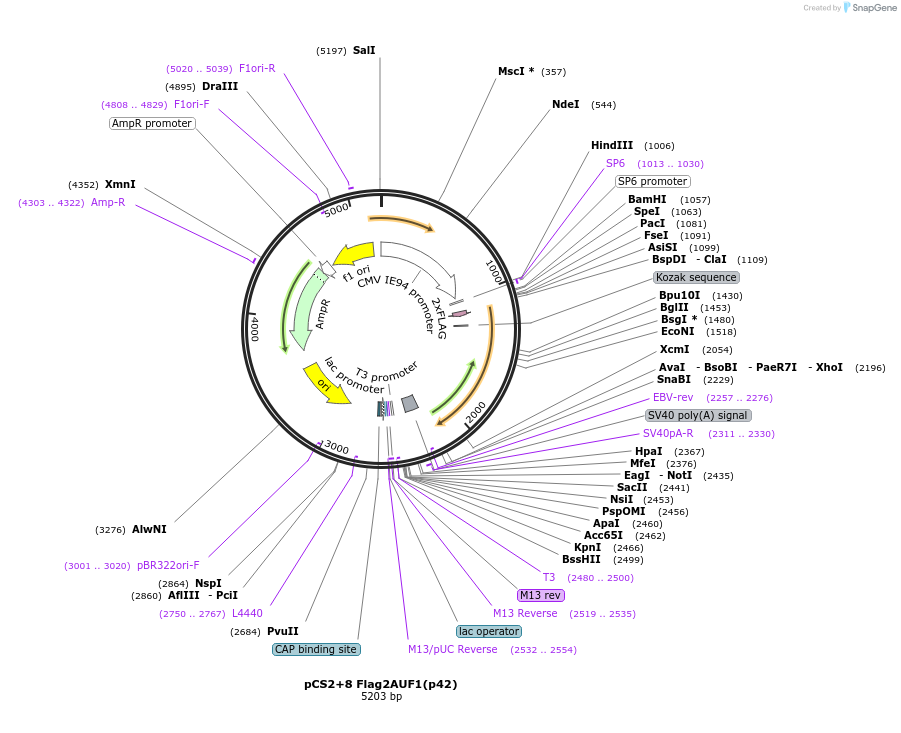 135946-plasmid-map-sequence-id-268760