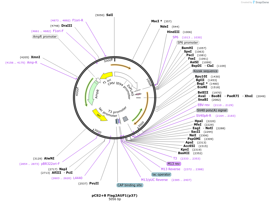 135944-plasmid-map-sequence-id-268761