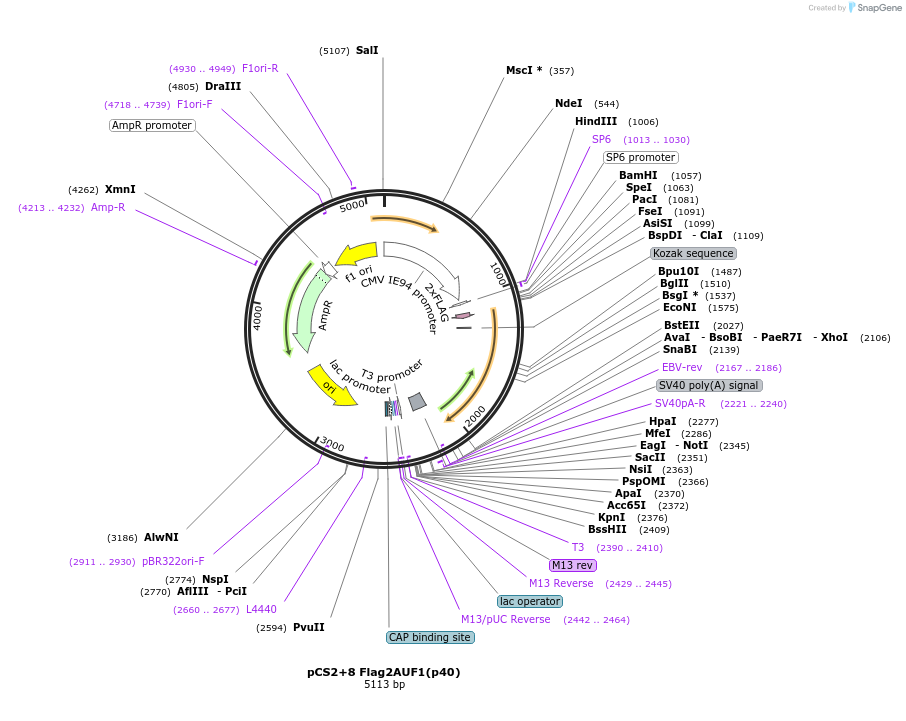 135945-plasmid-map-sequence-id-268767
