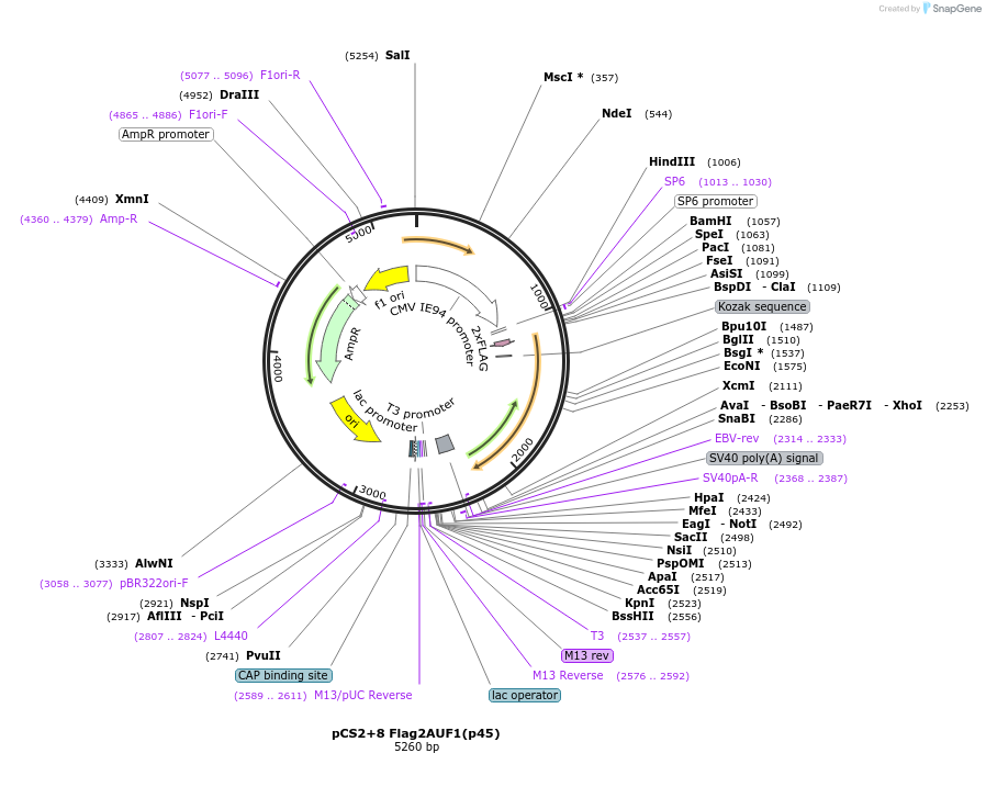 135947-plasmid-map-sequence-id-268769