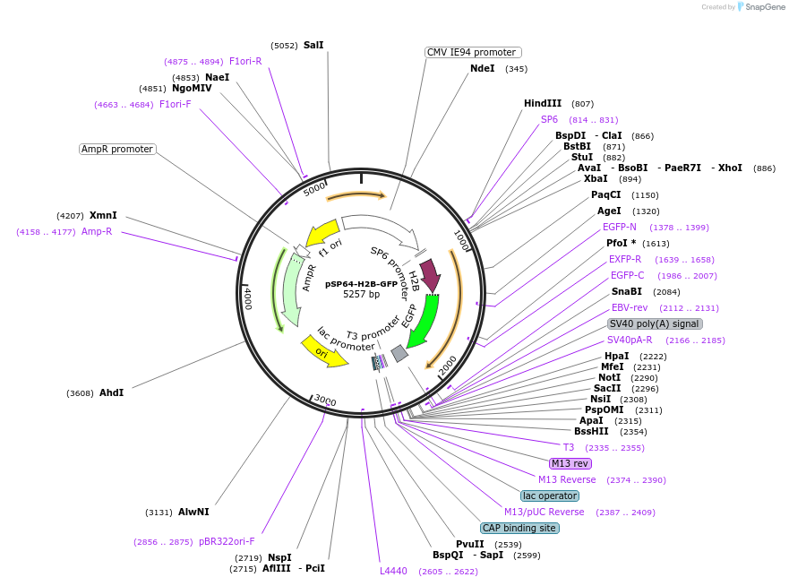 135605-plasmid-map-sequence-id-268886