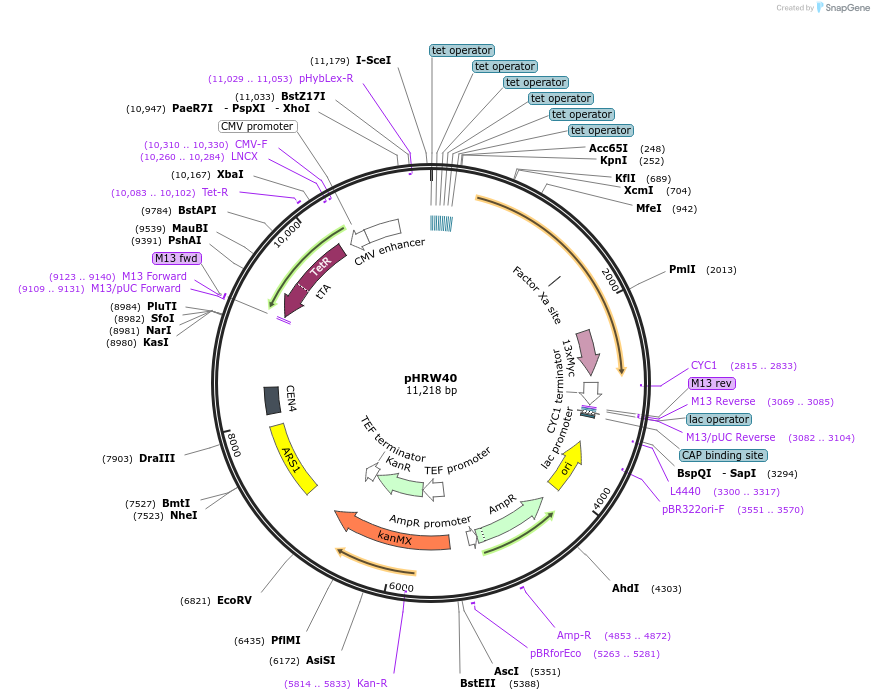 130973-plasmid-map-sequence-id-268888