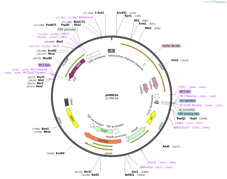 130971-plasmid-map-sequence-id-268890