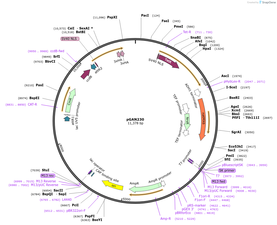 131122-plasmid-map-sequence-id-268909