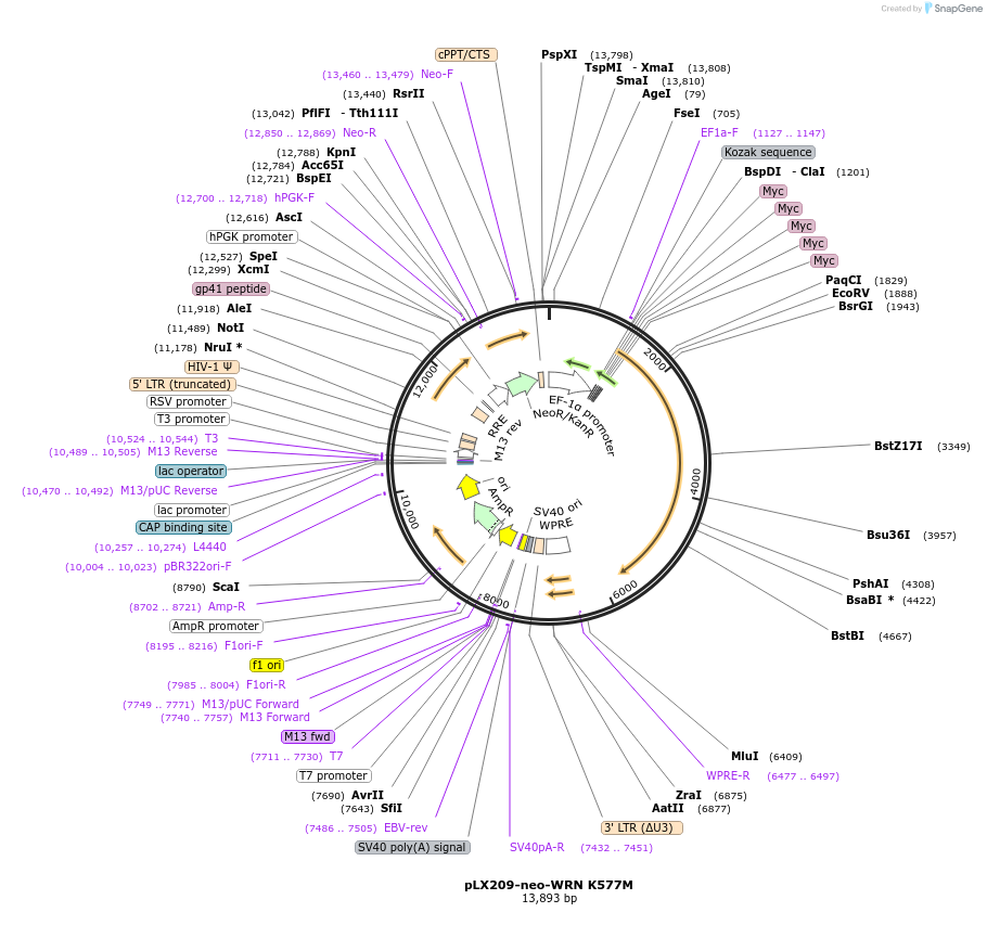 125790-plasmid-map-sequence-id-268910