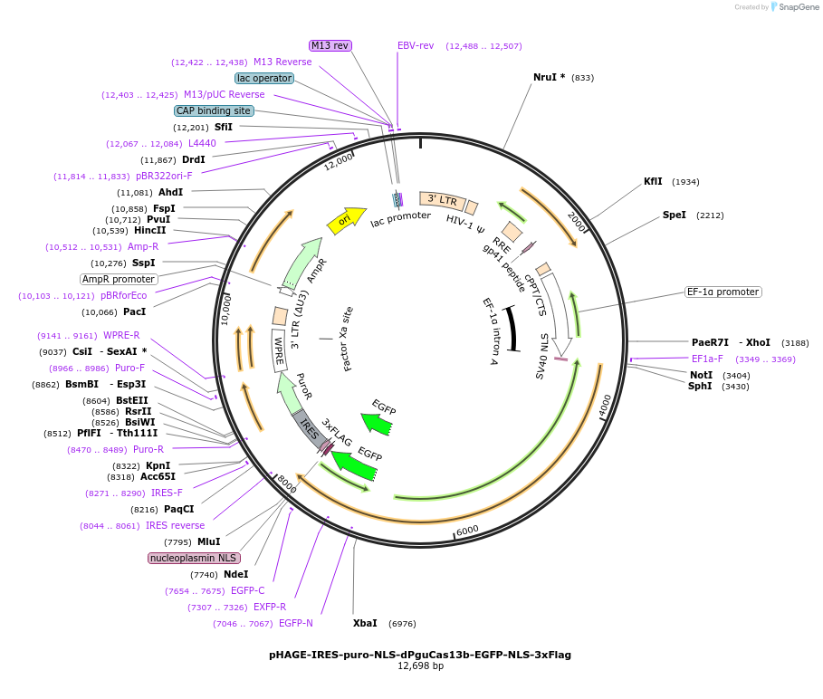 132400-plasmid-map-sequence-id-268916