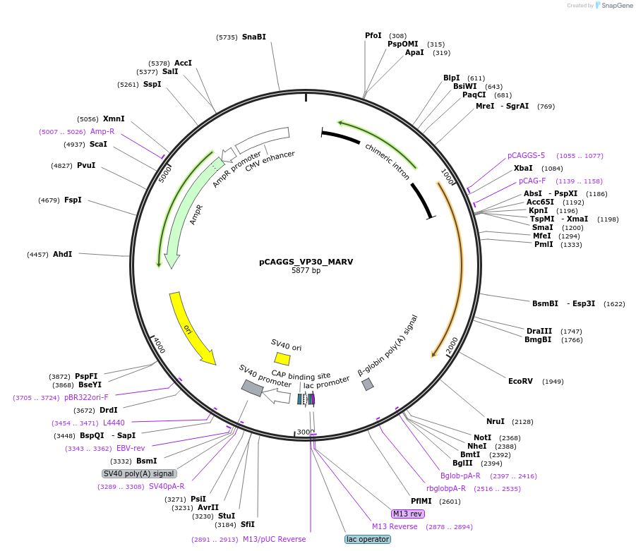 135472-plasmid-map-sequence-id-268919