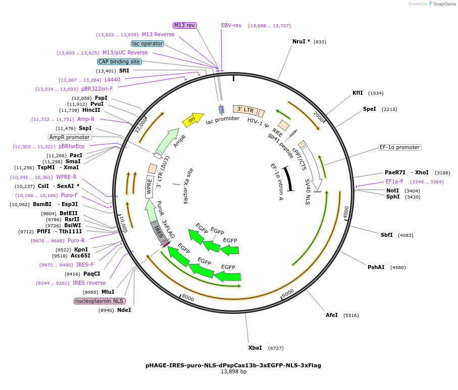 132398-plasmid-map-sequence-id-268920
