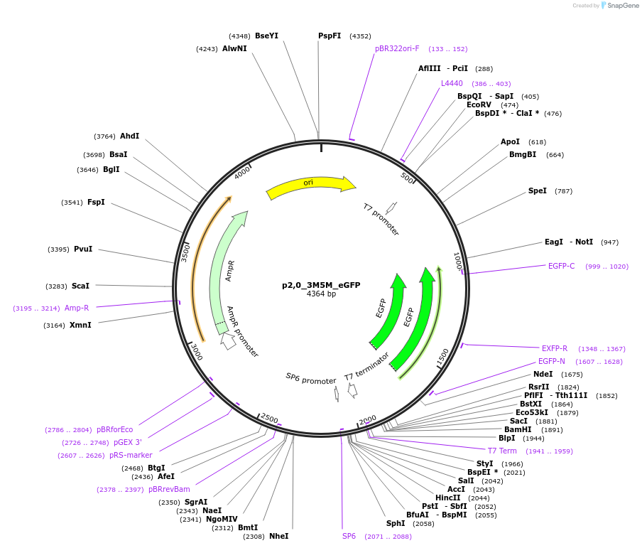 135474-plasmid-map-sequence-id-268921