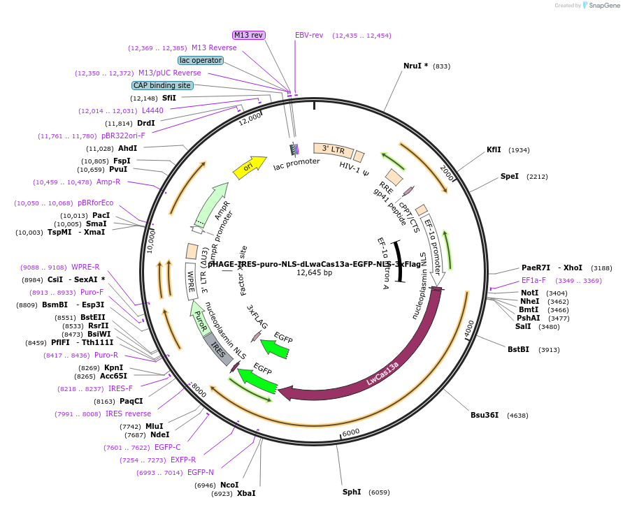 132407-plasmid-map-sequence-id-268923