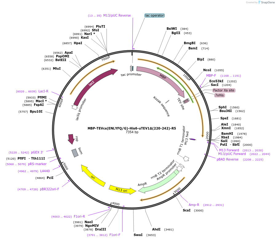 135455-plasmid-map-sequence-id-268950