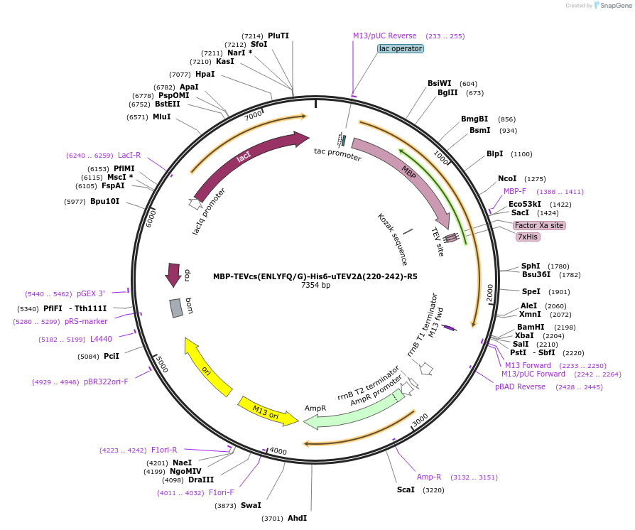 135456-plasmid-map-sequence-id-268951