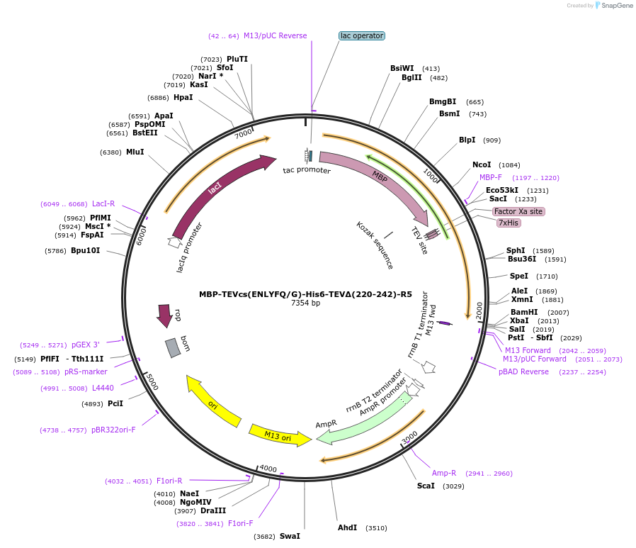 135454-plasmid-map-sequence-id-268952