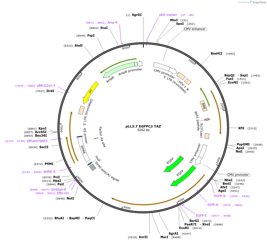 66850-plasmid-map-sequence-id-268957