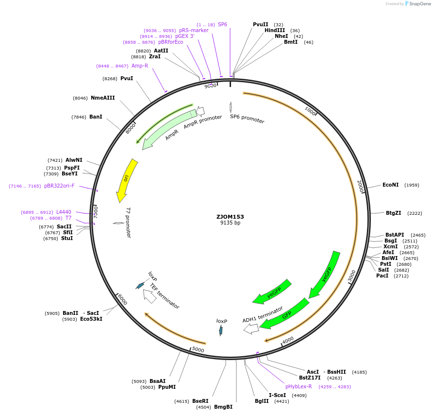 133642-plasmid-map-sequence-id-268960