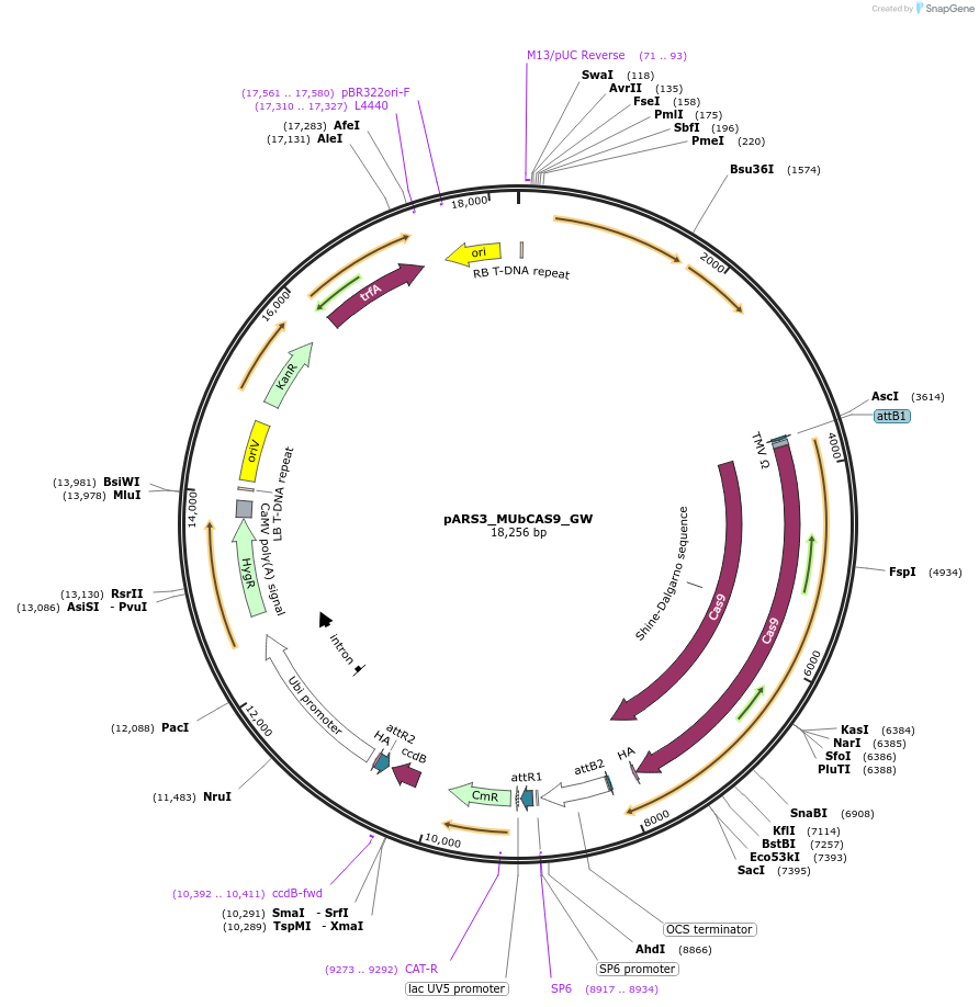 128646-plasmid-map-sequence-id-268962