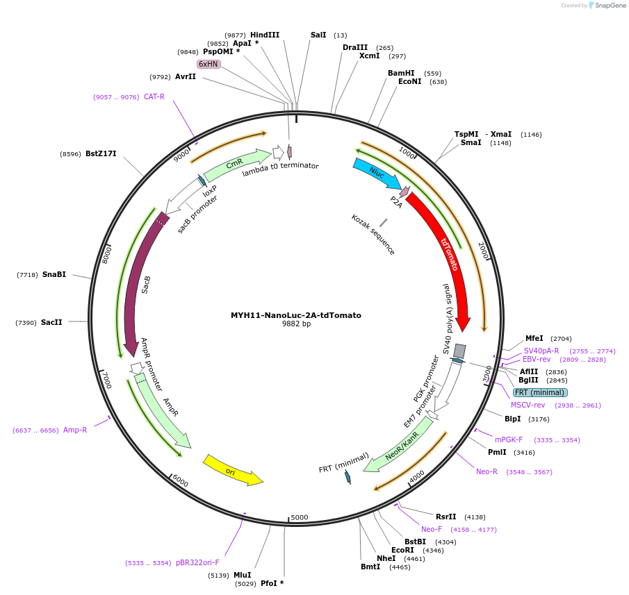 132569-plasmid-map-sequence-id-268967