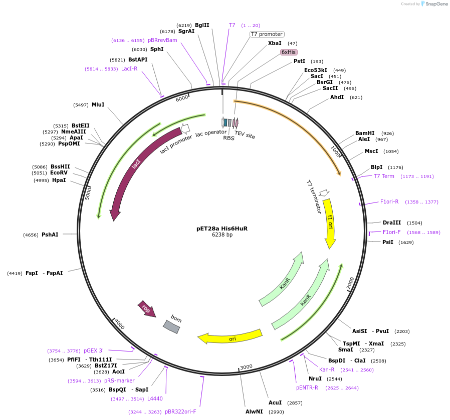 135943-plasmid-map-sequence-id-268969