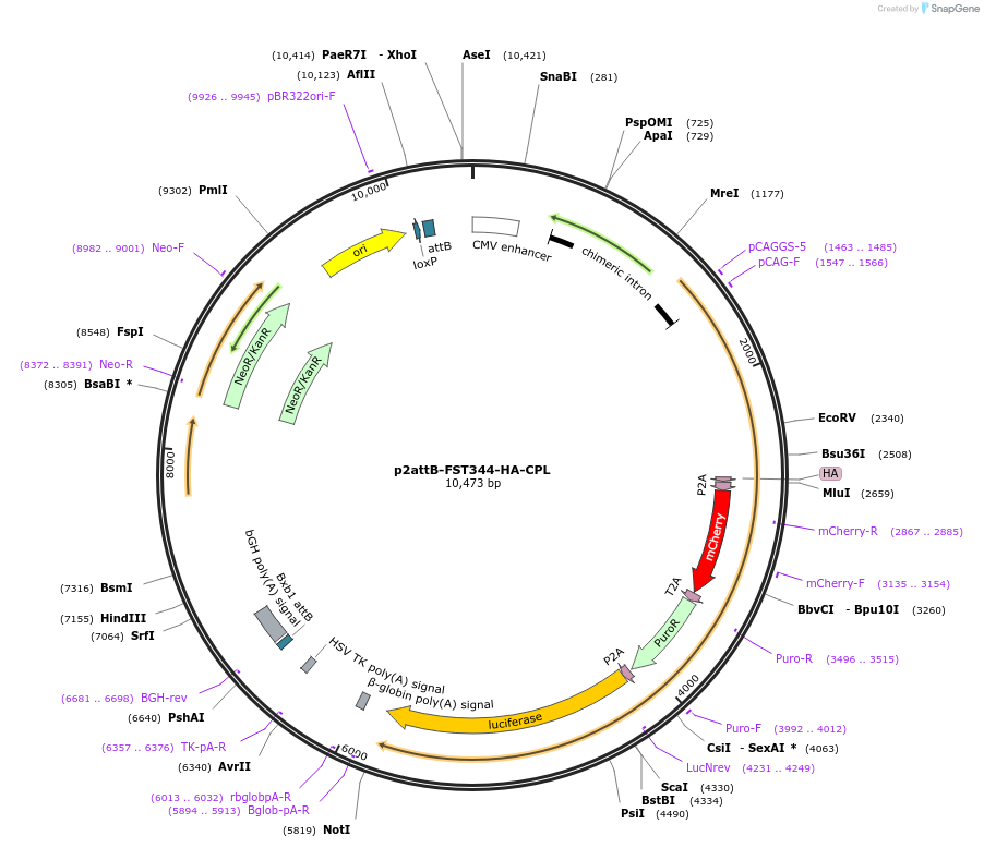 131460-plasmid-map-sequence-id-268970