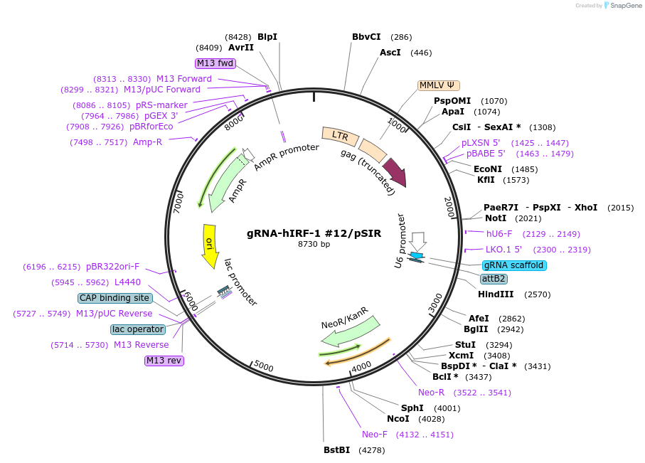 61080-plasmid-map-sequence-id-268971