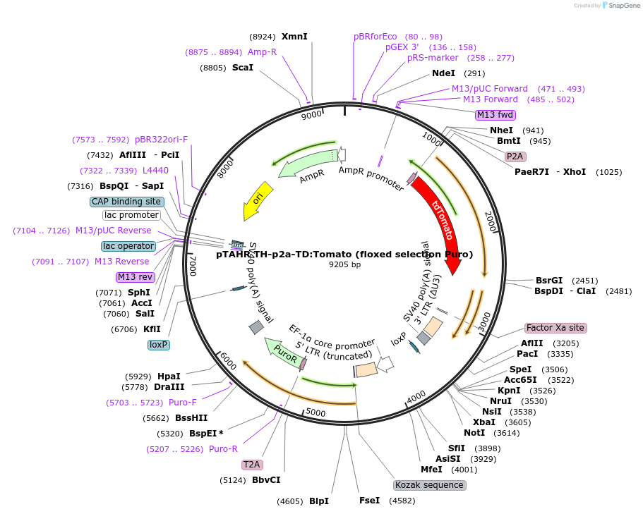 135814-plasmid-map-sequence-id-268976