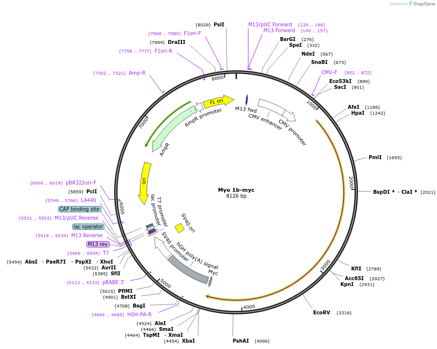 135064-plasmid-map-sequence-id-268977