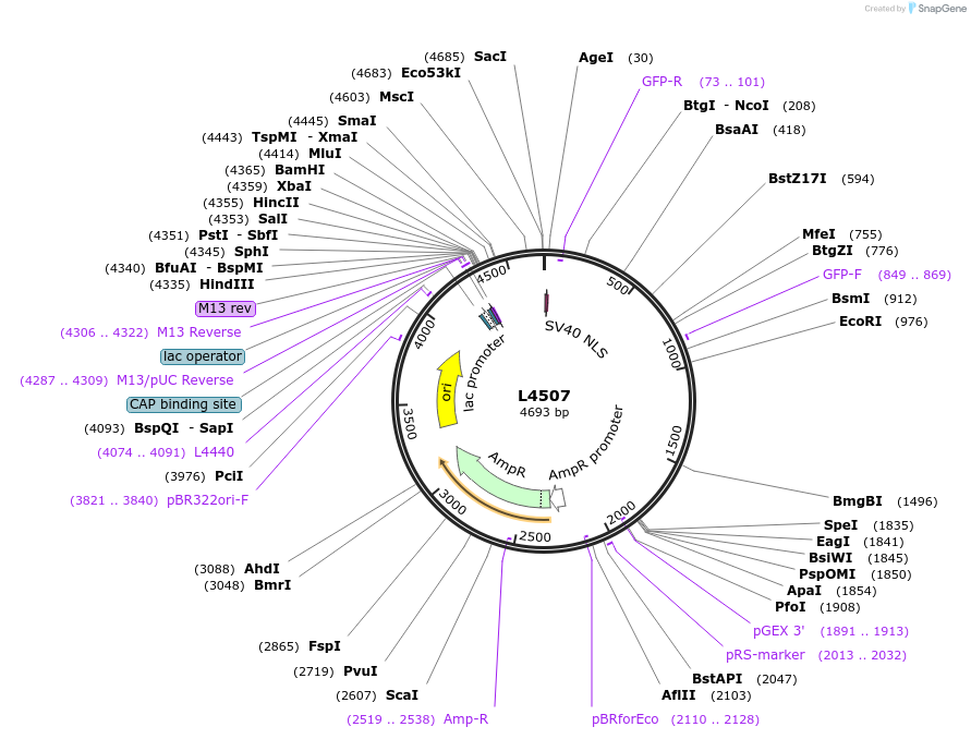 1659-plasmid-map-sequence-id-269