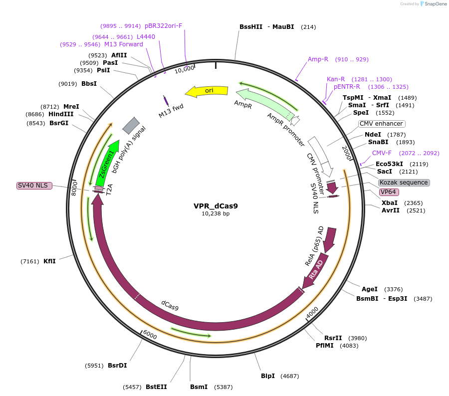 134601-plasmid-map-sequence-id-269007