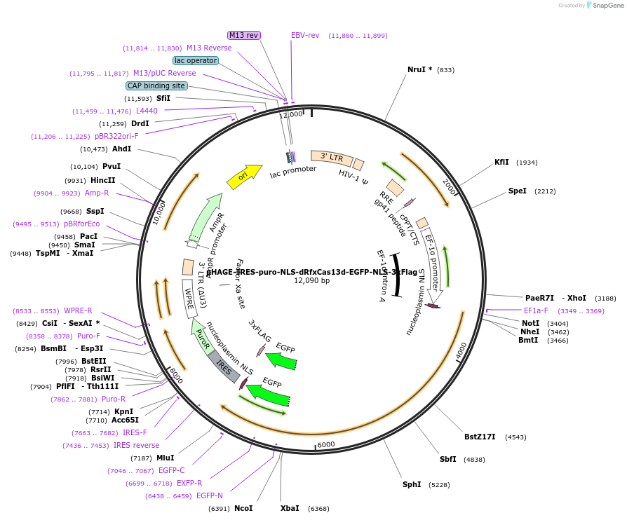 132411-plasmid-map-sequence-id-269008